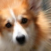 BetterPhoto Member