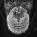 BetterPhoto Member