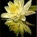 BetterPhoto Member