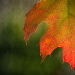 BetterPhoto Member