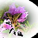 BetterPhoto Member
