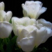 BetterPhoto Member
