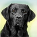 BetterPhoto Member