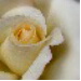 BetterPhoto Member
