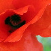 BetterPhoto Member