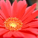 BetterPhoto Member