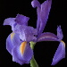 BetterPhoto Member