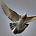BetterPhoto Member