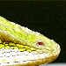 BetterPhoto Member