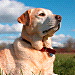 BetterPhoto Member