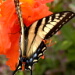 BetterPhoto Member