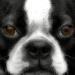 BetterPhoto Member