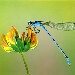 BetterPhoto Member