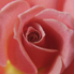 BetterPhoto Member