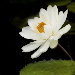 BetterPhoto Member