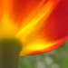 BetterPhoto Member