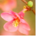 BetterPhoto Member