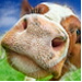BetterPhoto Member