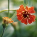 BetterPhoto Member