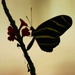 BetterPhoto Member