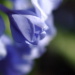 BetterPhoto Member