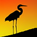 BetterPhoto Member