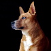 BetterPhoto Member