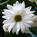 BetterPhoto Member