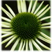 BetterPhoto Member