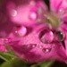 BetterPhoto Member