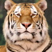 BetterPhoto Member