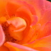 BetterPhoto Member