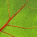 BetterPhoto Member