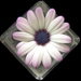 BetterPhoto Member