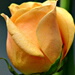 BetterPhoto Member