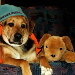 BetterPhoto Member
