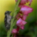BetterPhoto Member