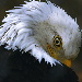 BetterPhoto Member