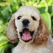 BetterPhoto Member