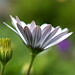 BetterPhoto Member