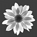 BetterPhoto Member
