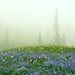 BetterPhoto Member