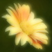 BetterPhoto Member