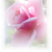BetterPhoto Member