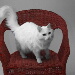 BetterPhoto Member