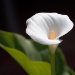 BetterPhoto Member
