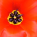 BetterPhoto Member