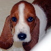 BetterPhoto Member