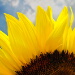 BetterPhoto Member