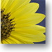 BetterPhoto Member